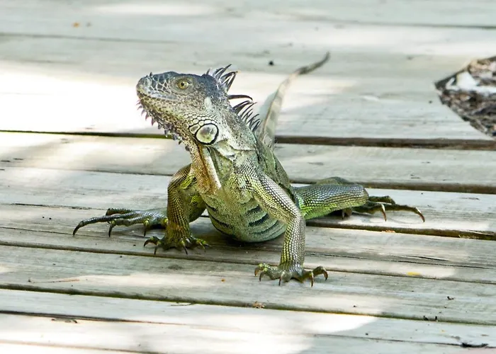 Xanadu Island 3* San Pedro (Ambergris Caye)